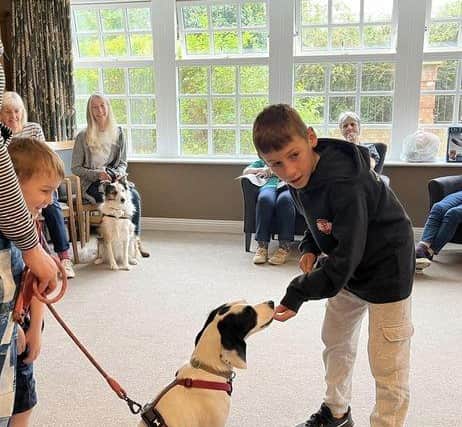 Dog Show