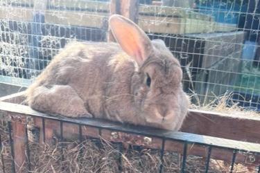 Fluffy is a pretty three year old girl needing a spacious home with a neutered male.