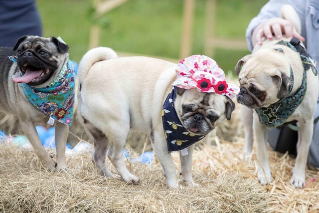 The Teddy’s Dog Care team took inspiration from Coachella festival and planned the pug equivalent, which they hope to offer annually and open up to all dog breeds.