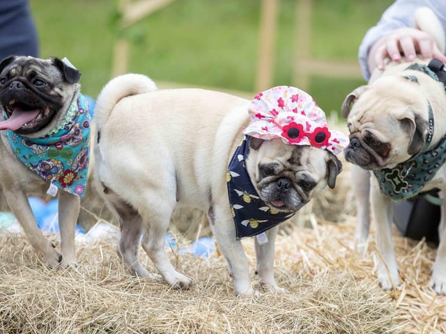 The Teddy’s Dog Care team took inspiration from Coachella festival and planned the pug equivalent, which they hope to offer annually and open up to all dog breeds.