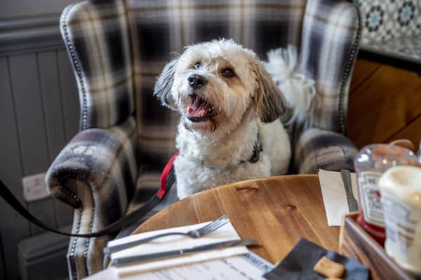 The Doggy Brunch at The Hart pub in Duston. Photo by Kirsty Edmonds.