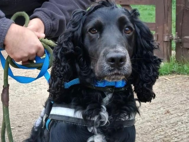 Sid is an almost 3-year-old Spaniel - a happy, active boy who gets along well with other dogs. He would do best in a home without children.