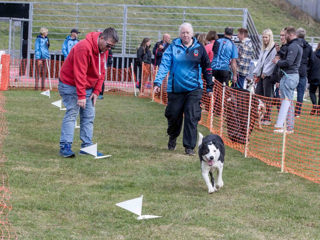 The flyball team hosted a fun dog show at Sixfields Stadium on Sunday September 29 to celebrate its milestone anniversary.