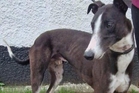 Solly is a four year old ex-racing Greyhound. He is gentle with people but could not be rehomed where there are cats or small furries.