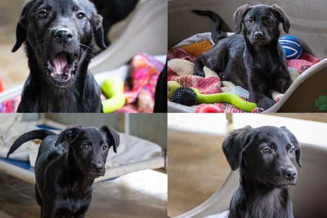 Four Adorable Lab-Cross Puppies And Five Other Abandoned Dogs Looking For  Their Forever Home In Northamptonshire