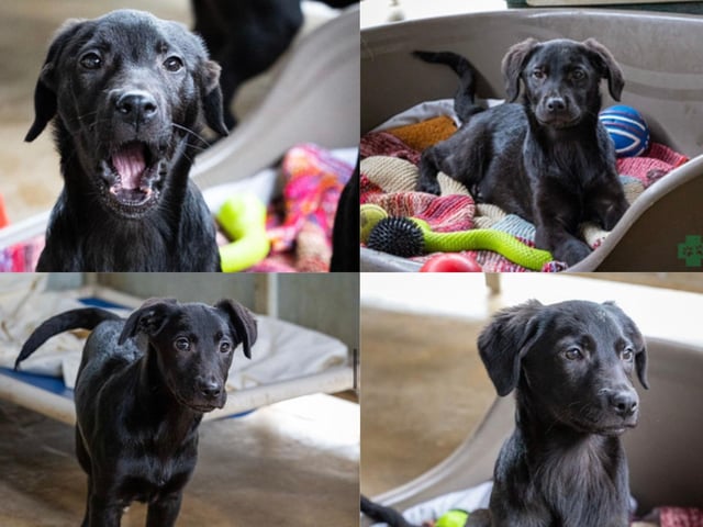 These four puppies are looking for their forever home, as well as five other dogs...
