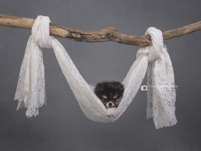 Oakley, a young Pomeranian puppy, pictured by Caroline.