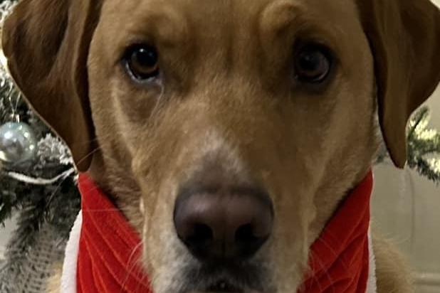 Buddy.