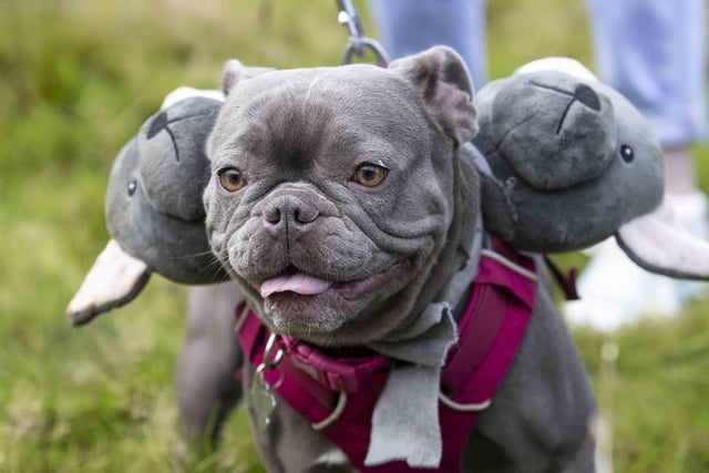 Around 60 French Bulldogs dressed up in spooky costumes for a special walk at Hunsbury Hill Country Park on Sunday (October 29).