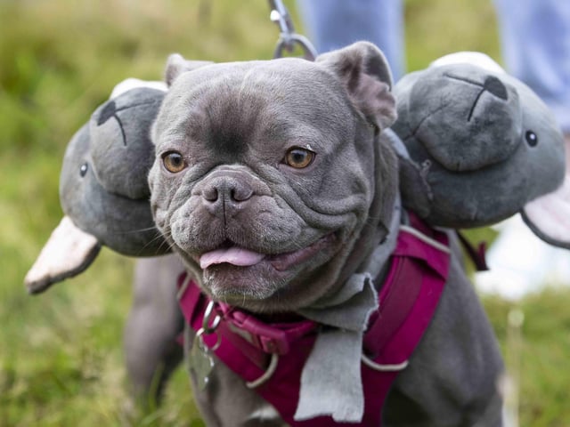 Around 60 French Bulldogs dressed up in spooky costumes for a special walk at Hunsbury Hill Country Park on Sunday (October 29).