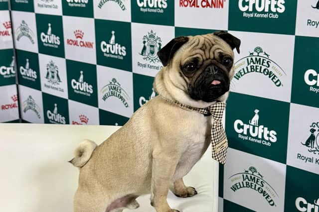 The Northampton pug 'influencer' was invited to the prestigious dog show.