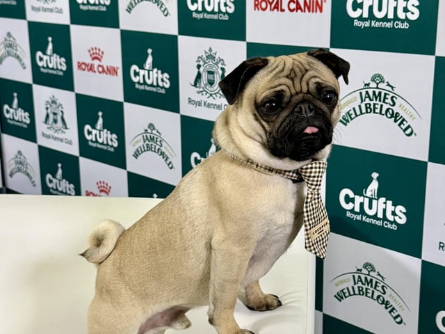 The Northampton pug 'influencer' was invited to the prestigious dog show.