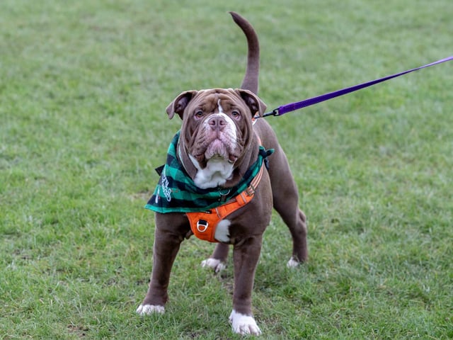 The popular event saw more than 100 dogs walked around Bradlaugh Fields in Northampton on Sunday (December 22).