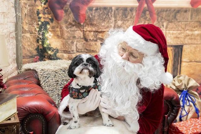 A sold-out Christmas event saw 100 dogs enter the ‘Santa Paws Grotto’ in the winter wonderland at Teddy’s Dog Care, in Newport Pagnell Road. The business’ second Christmas event was bigger and better than last year, with more attractions including a giant snow globe for owners to go inside with their furry friends. Alongside getting a present from Santa’s grotto, there were many Instagrammable scenes to make the most of.
