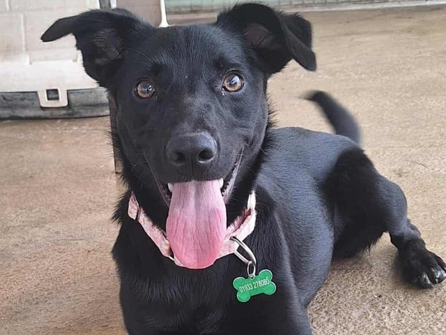 Shadow is an 8-month-old female crossbreed with a big heart and lots of energy. Friendly and full of life, she’s looking for an active home where she can truly shine. Shadow would make a fantastic running and adventure companion for someone who loves the outdoors.