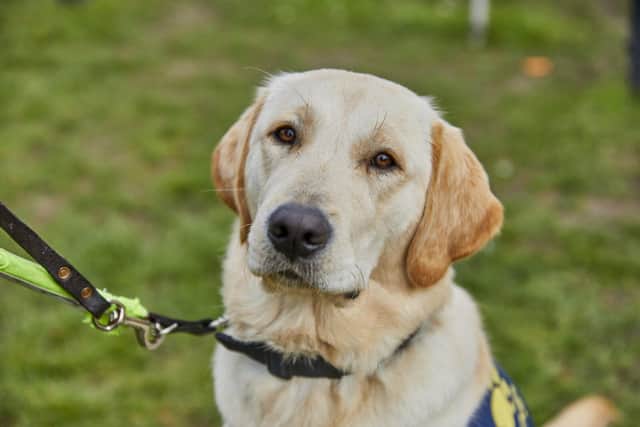 A trainee guide dog