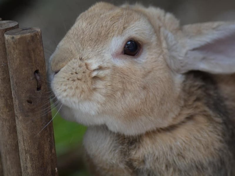 Smudge pictured.