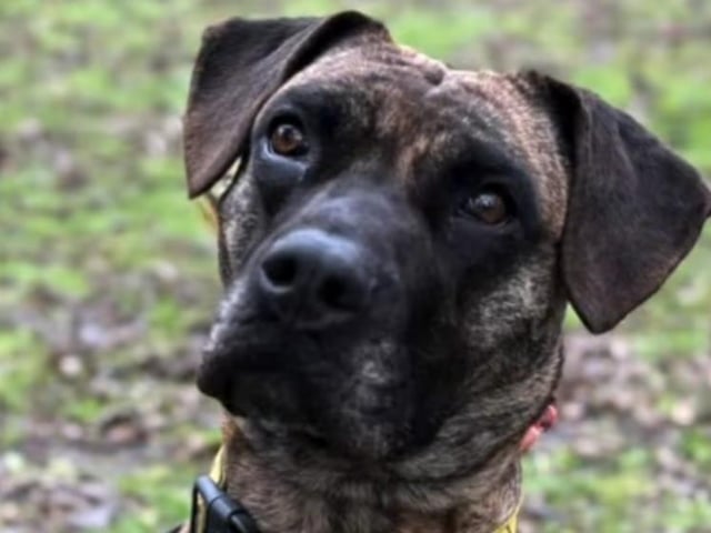 Lulu is a Cross Breed, four and a half years old. Highly treat motivated. Selective with which dogs she wants to be friends with. Loves cuddles and pup cups.