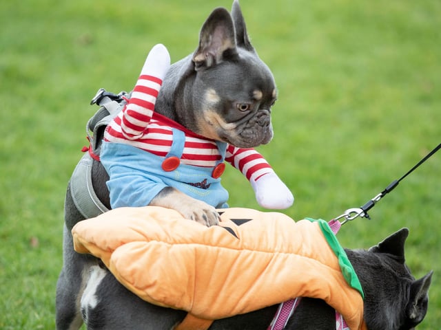 Owners and their pets met for the annual Halloween Walk for the annual event organised by the French Bulldog Meet and Walk Northampton group