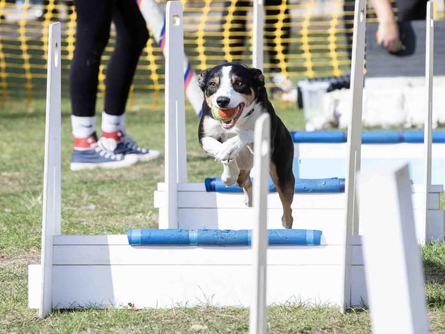Pooches and owners alike enjoying the popular dog festival on Saturday September 14, 2024.