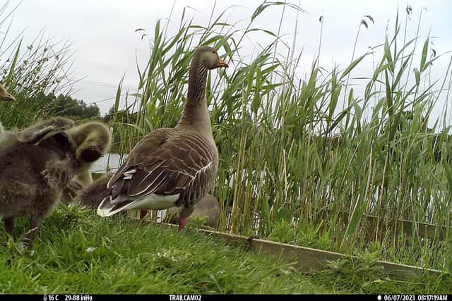 A family of geese captured on wildlife camera