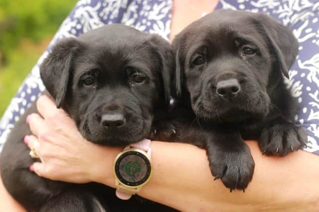 Two guide dog puppies