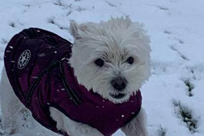 Pippa the Westie enjoys the snow.