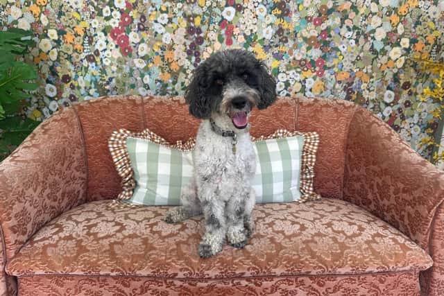 Carlo found his forever home following his visit to Teddy's Dog Care, who were inundated with calls from people wanting to adopt him after they posted the pooch on social media.