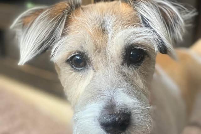 Jack Russell, Milo