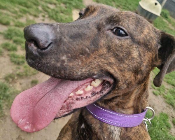 Cherry is a pretty one-year-old female crossbreed, possibly a mix of Doberman and Lurcher. She is an energetic girl and will thrive in an active family who can keep her busy and engaged. Cherry would be fine living with older teenagers but has a very high prey drive, so she is currently being trained to walk with a muzzle and must be kept on a lead at all times. She is fine with dogs of similar size and has shared a kennel with other dogs, but she cannot live with smaller dogs, cats, or any other pets due to her prey drive. If you have an active household and are looking for a loyal, energetic companion, Cherry could be the perfect addition to your family. She will require ongoing training and management, but in return, she will offer plenty of love and excitement.