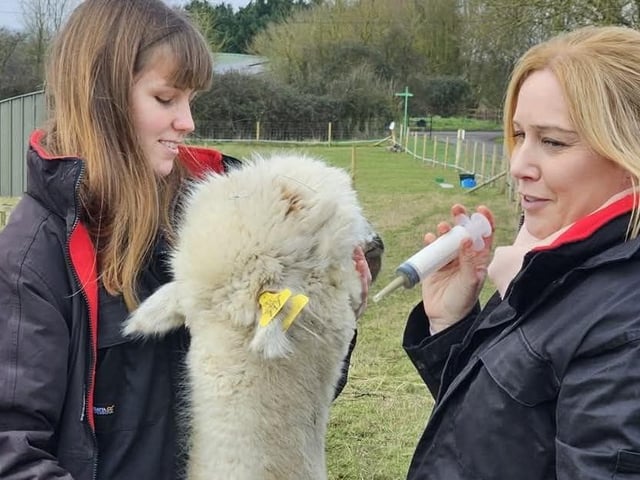 Animal Care