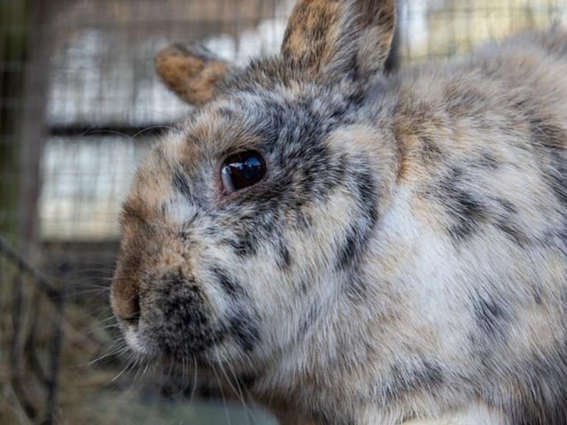 One of the rabbits at Animals In Need