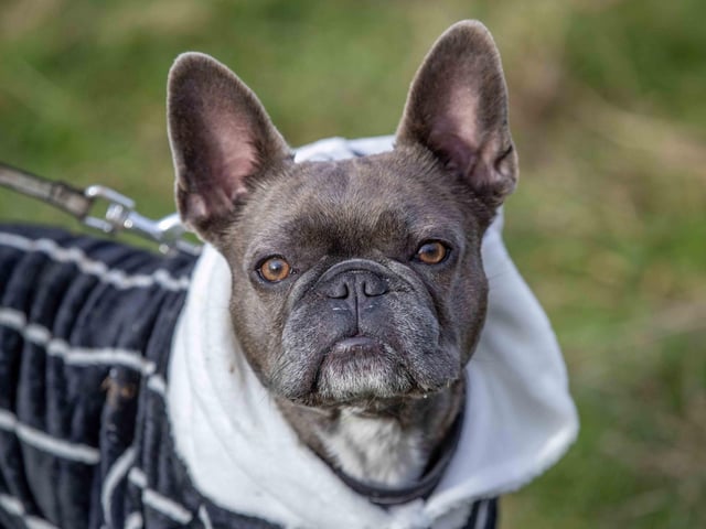 Around 60 French Bulldogs dressed in festive outfits for the annual Christmas walk at Hunsbury Country Park on Sunday December 15.