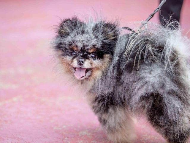 The flyball team hosted a fun dog show at Sixfields Stadium on Sunday September 29 to celebrate its milestone anniversary.