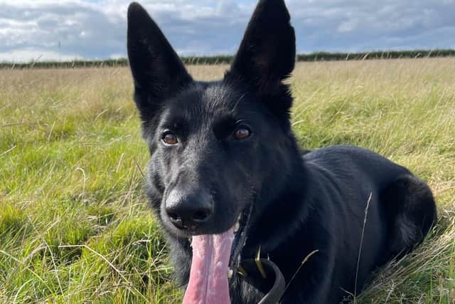 PD Kola had a busy night shift in Northampton where she helped to make two arrests. Photo: X/Northants Police Dog Section.