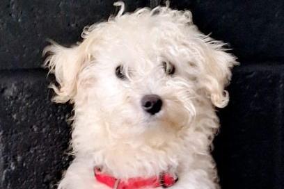 Tamara is a sweet young dog rescued from a puppy farm. She is currently undergoing assessment.