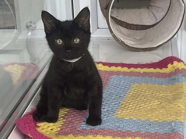 Max is a stunning 4-month-old “pocket panther” who must be rehomed with his brother Ozzy. The two were rescued as tiny kittens from a garden shed and were very poorly, but they’ve made a full recovery. Now healthy and full of life, Max is ready to find his purrfect forever home!