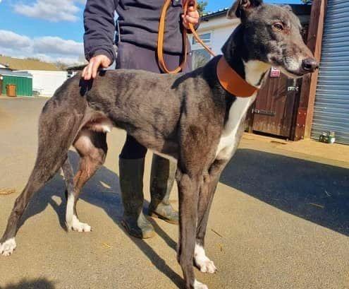 Annie said: "We cannot believe this lovely kind lad has not had a home offer, he’s the most gentle sweetest soul, wonderful with other dogs and kennel shares. 
He is a retired racing greyhound and would love a home to call his own with a loving family."