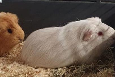 Jack & Casper are friendly but shy lads who were left at the vets. They are looking for a home together. They will need spacious indoor accommodation and a run so that they can enjoy munching on the lawn in the warmer weather.
