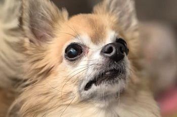 Cedric is a 10-year-old long-haired Chihuahua who has been a wonderfully loving and loyal companion to his carer. Sadly, due to their declining health, Cedric’s world became quite small. While it was a happy one, this limited his opportunities for socialisation, leaving him understandably anxious around new and unfamiliar experiences. Heartbreakingly, the difficult decision was made to return Cedric to our care so he could have another chance at a fulfilling life. Initially, Cedric may come across as shy and will clearly express when he feels uncomfortable. However, with patience and respect for his boundaries, he quickly blossoms into a lively little pocket rocket of love and fun. His playful, cheeky, and occasionally demanding nature is irresistibly endearing, guaranteed to bring a smile to your face and steal your heart. Despite his small size, Cedric’s personality is larger than life. Cedric isn’t asking for much—just a calm, pet-free home with understanding carers who will advocate for him when he feels overwhelmed. He would thrive in a quiet and stable environment, free from frequent visitors or chaotic activity, as he finds such situations stressful.