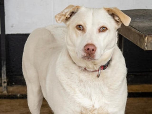 Annie said: "Matilda is a pretty three year old crossbreed lady who would love a secure home possibly with another friendly dog. Not yet cat tested."