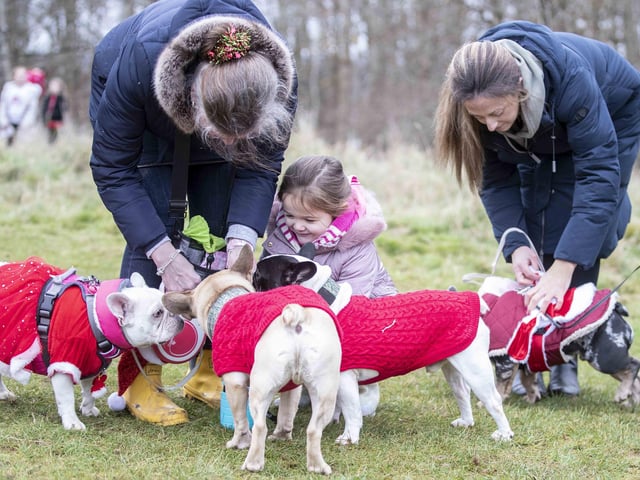 Nearly 100 French Bulldogs wore Christmas outfits for a festive walk at Hunsbury Hill Country Park on Sunday (December 17).