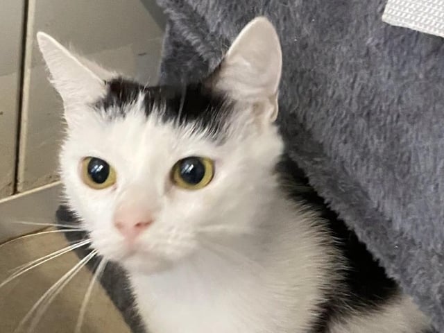One of the cats in need of a new home