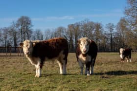 Traditional Hereford cattle at Courteenhall Farms