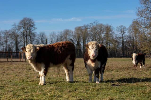 Traditional Hereford cattle at Courteenhall Farms