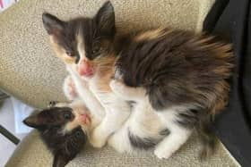 The 'stowaway' kittens nursed back to health by Spinney Vets in Northampton. 