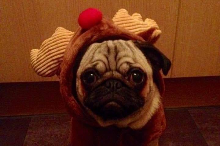 Peaches, who was not happy, according to her owner.