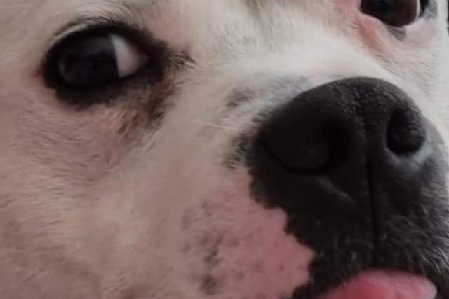 A local dog pictured.