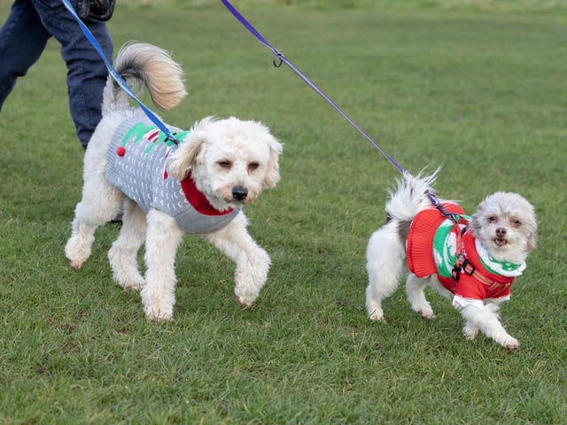 The popular event saw more than 100 dogs walked around Bradlaugh Fields in Northampton on Sunday (December 22).