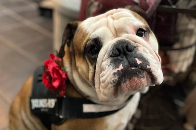 Lindsey's trusty companion, Humphrey the bulldog, who can often be found in the shop.